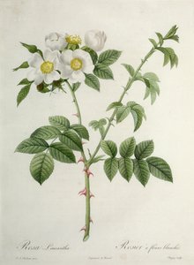 Rosa Leucantha, graviert von Chapuy, veröffentlicht von Remond